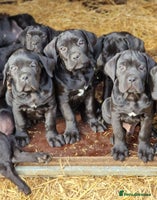 Cane Corso dogs - Advert 15