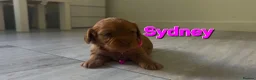 Cockapoo dogs for sale: COCKAPOO PUPPIES LOOKING FOR A HOME  - Advert 17