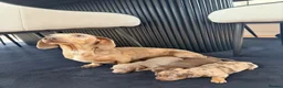 Miniature Dachshund dogs for sale: KC registered miniature dachshund puppies - Advert 5