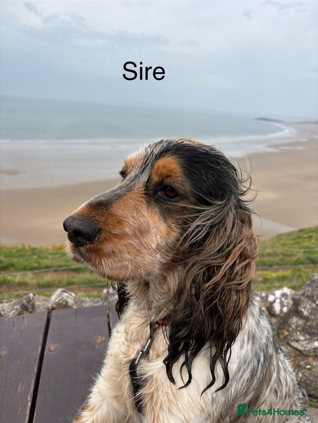 Cocker Spaniel dogs for sale: 🐾 Adorable Cocker Spaniel Puppies  - Image 7