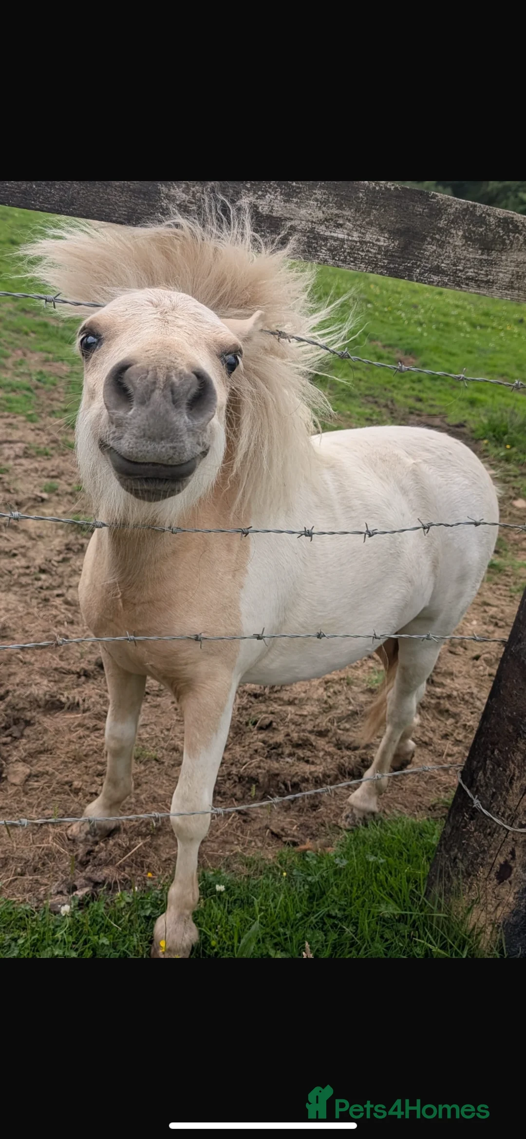 Miniature horses for sale: 2 Pali & white mini Shetlands  - Advert 12