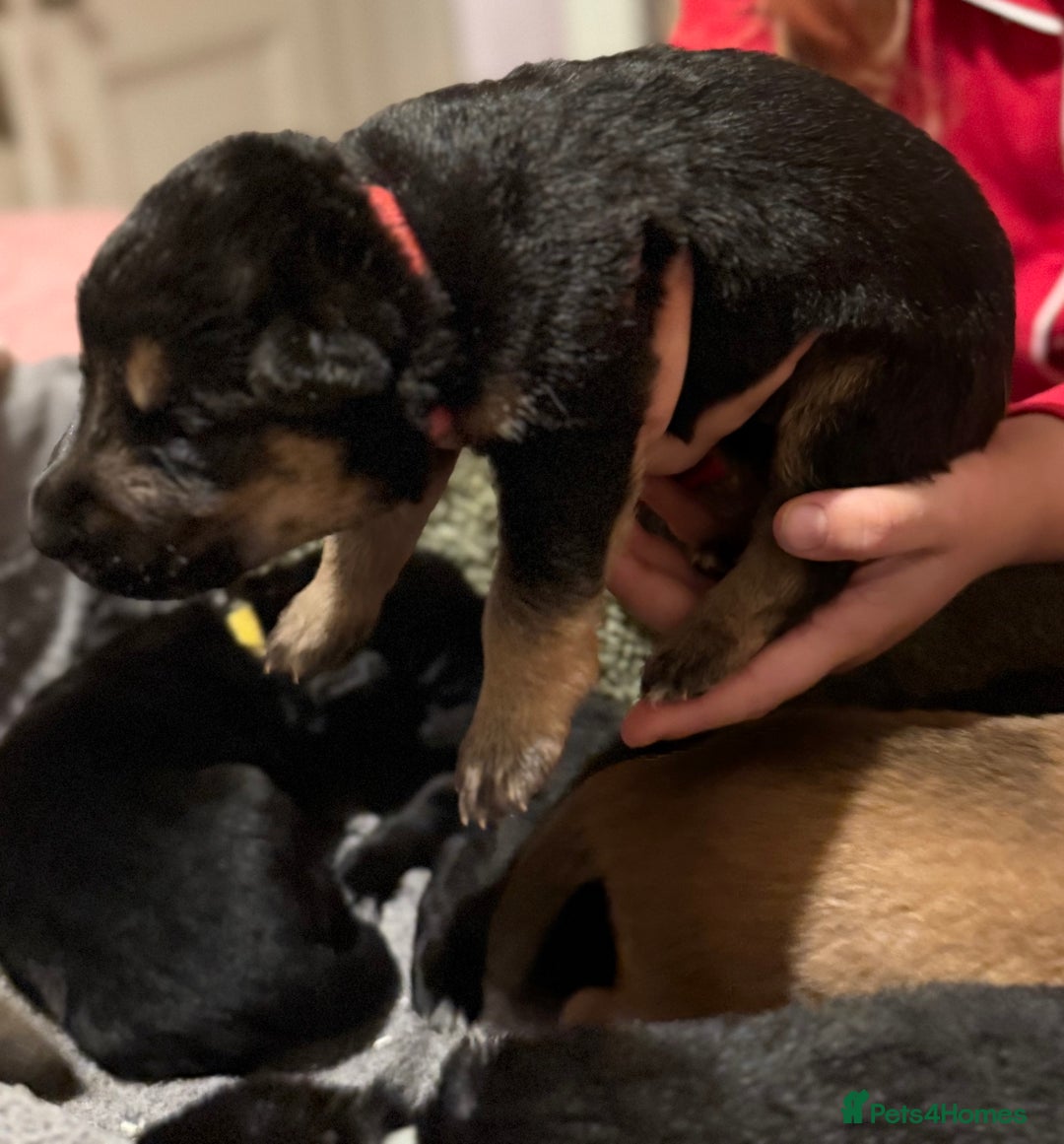 Mixed Breed dogs for sale: German shepherd, Labrador mix puppies for sale  - Advert 2