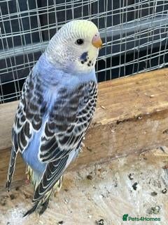 Budgerigars birds Mr John Hayes  - Advert 2