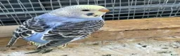 Budgerigars birds for sale: Mr John Hayes  in Carshalton - Advert 1