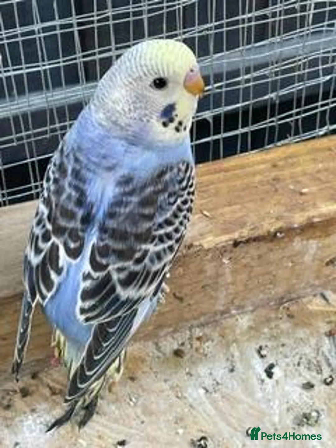 Budgerigars birds for sale: Mr John Hayes  in Carshalton - Advert 1