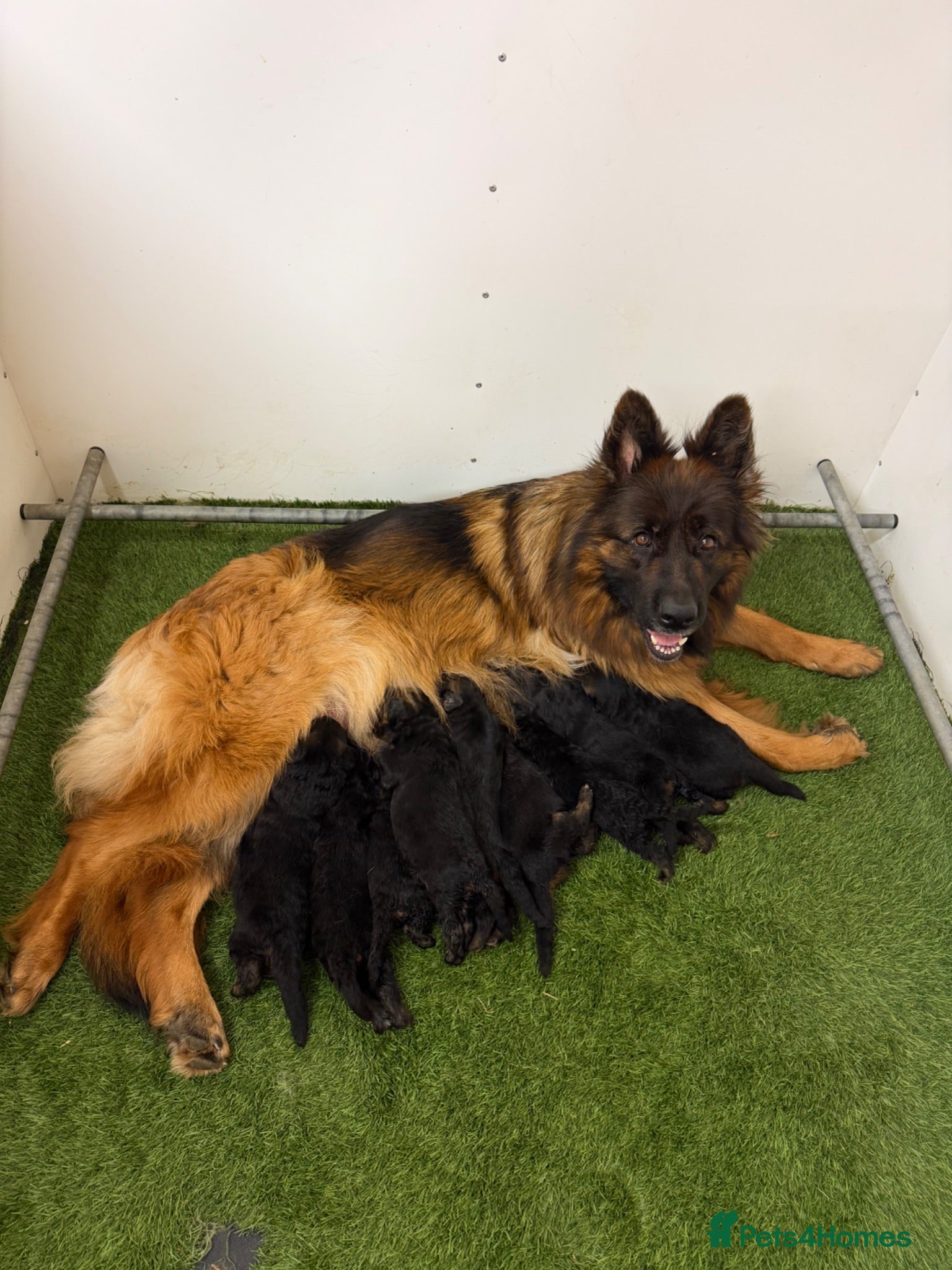 German Shepherd dogs Top Quality German shepherd long hair puppies  - Advert 1
