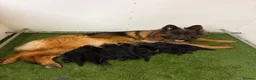 German Shepherd dogs for sale: Top Quality German shepherd long hair puppies  - Advert 1