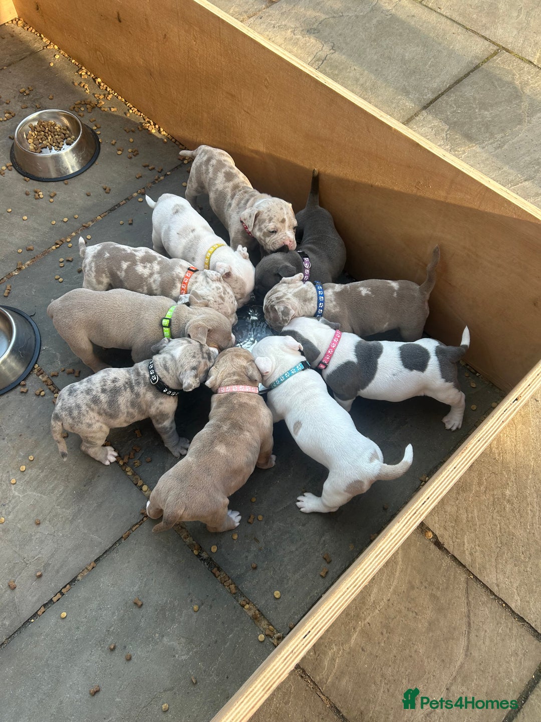 Olde English Bulldogge dogs for sale: Olde English bulldoge pups  - Image 11