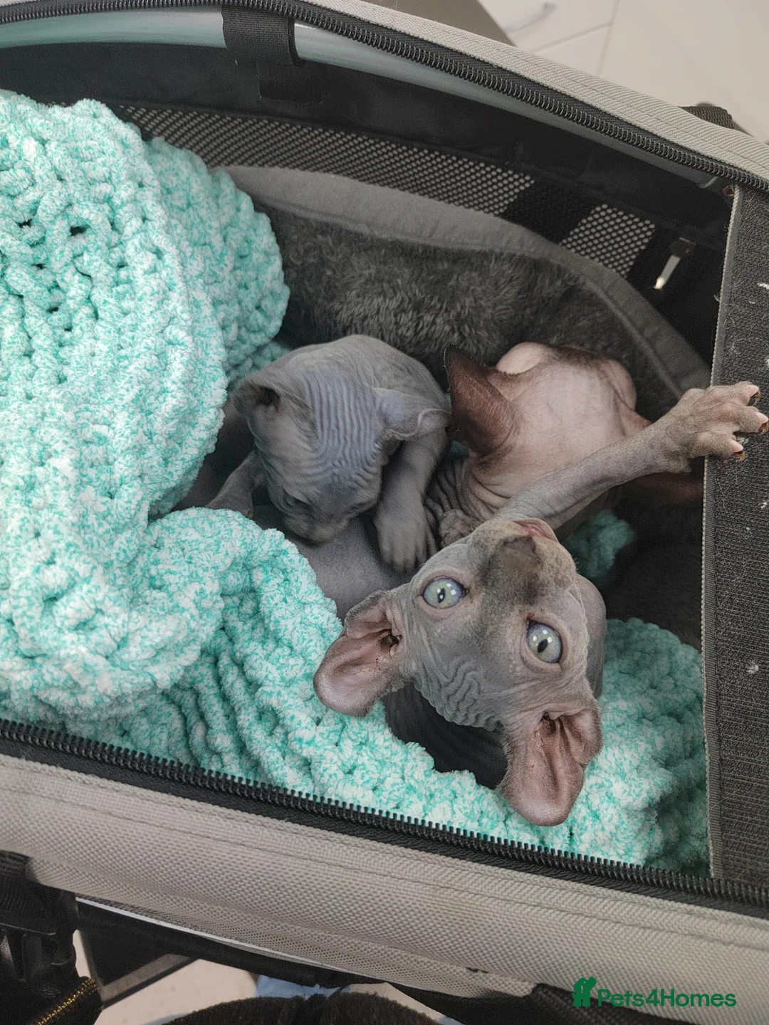 Sphynx cats for sale: Pair of Silver-Blue Elf Sphynx  - Advert 2