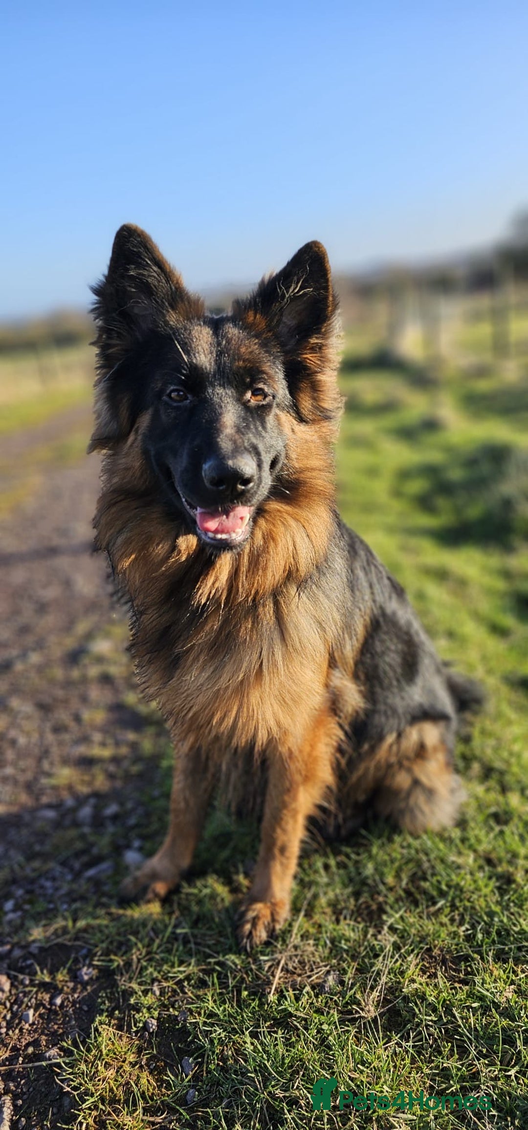 German Shepherd dogs for sale: KC registered long haired German Shepherd puppies - Advert 10