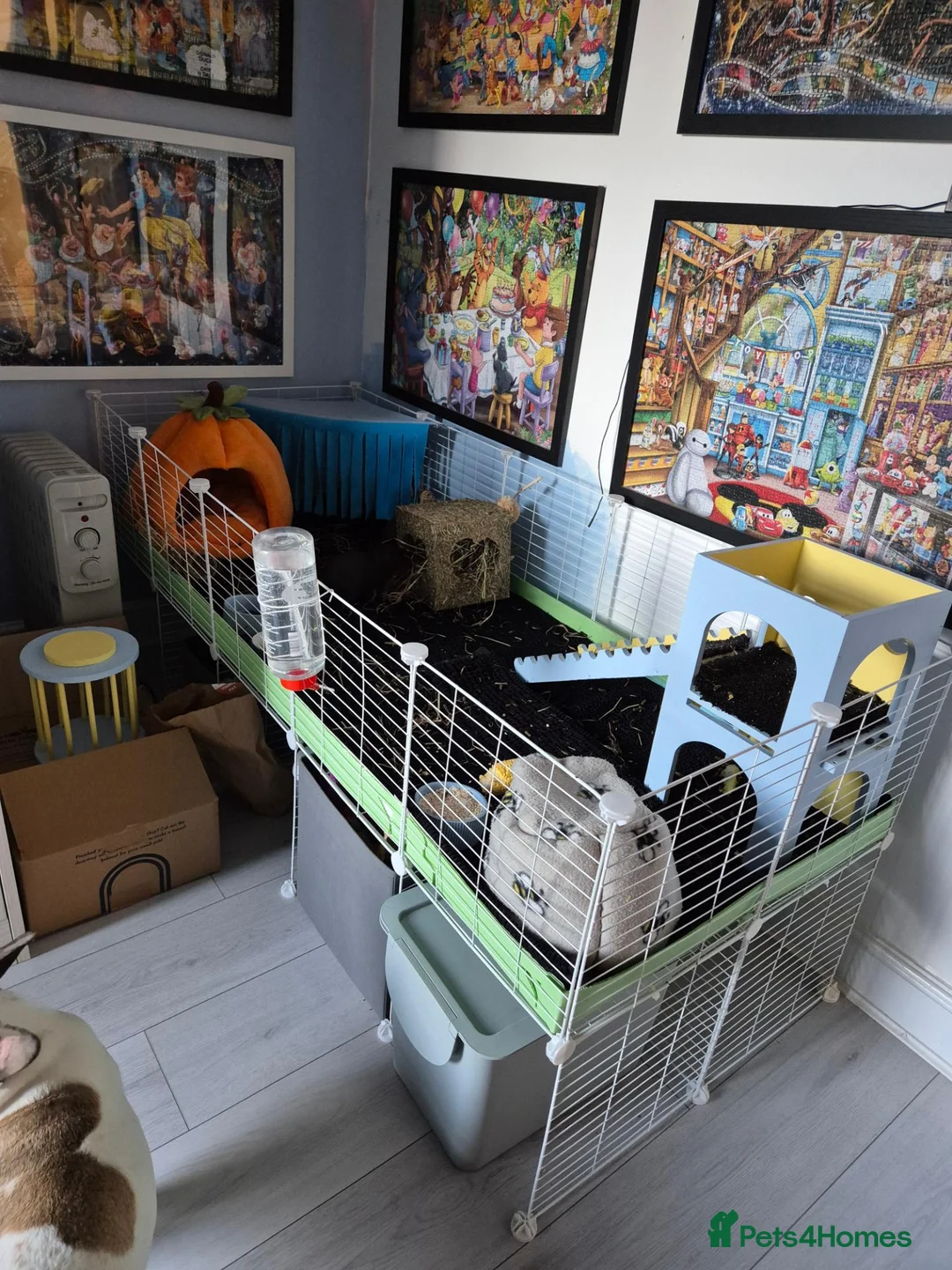 Guinea Pig rodents for sale: 2 male skinny pigs - Advert 2