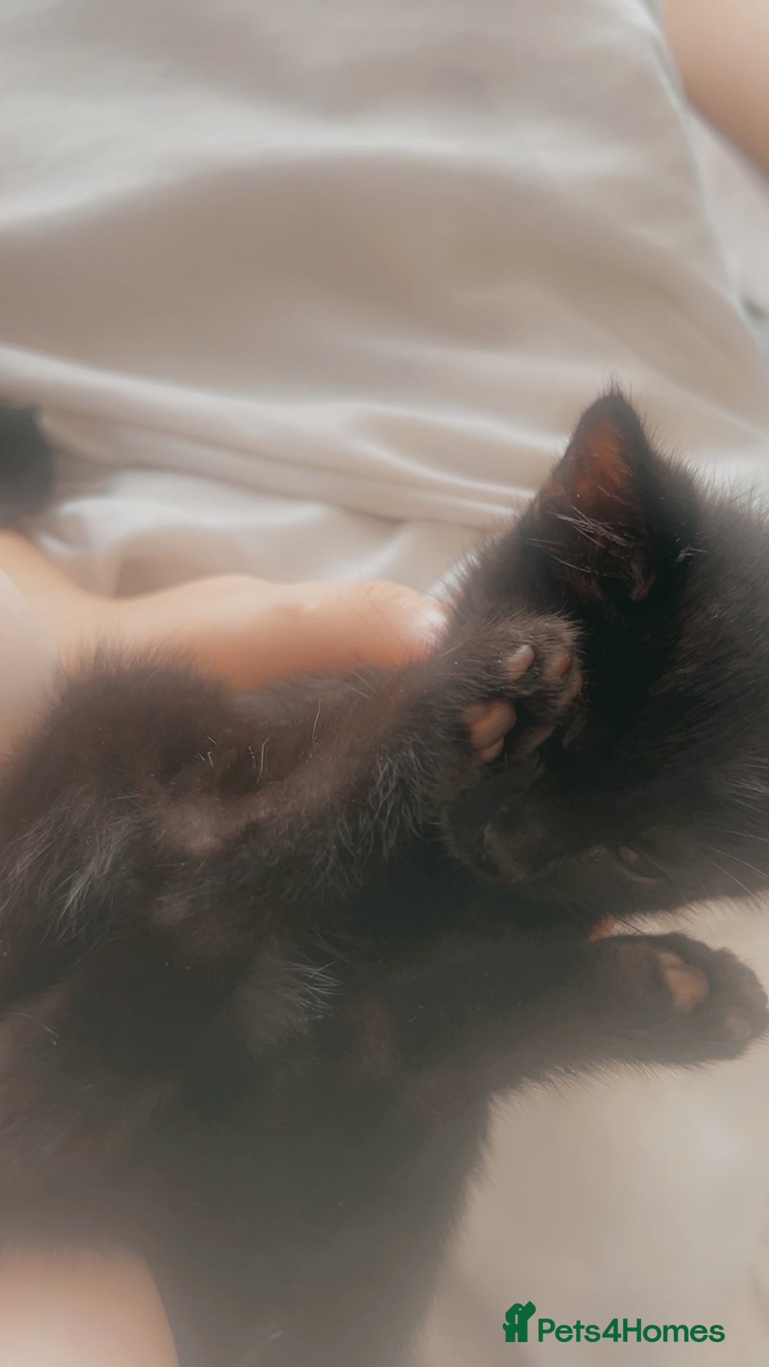 British Longhair cats for sale: Kittens - Image 1