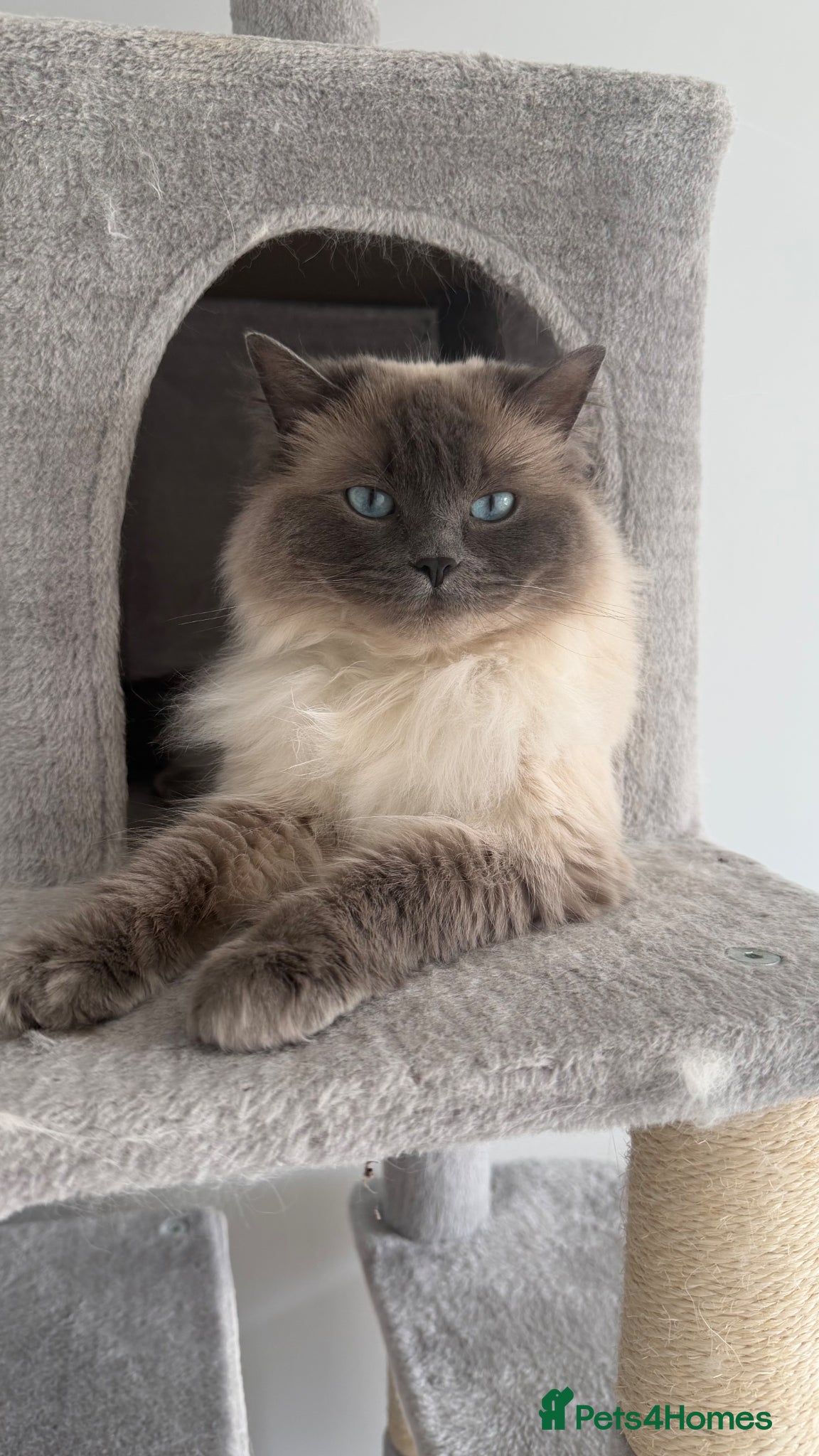 Ragdoll cats Ragdoll kittens - Advert 17