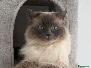 Ragdoll cats Ragdoll kittens - Advert 17