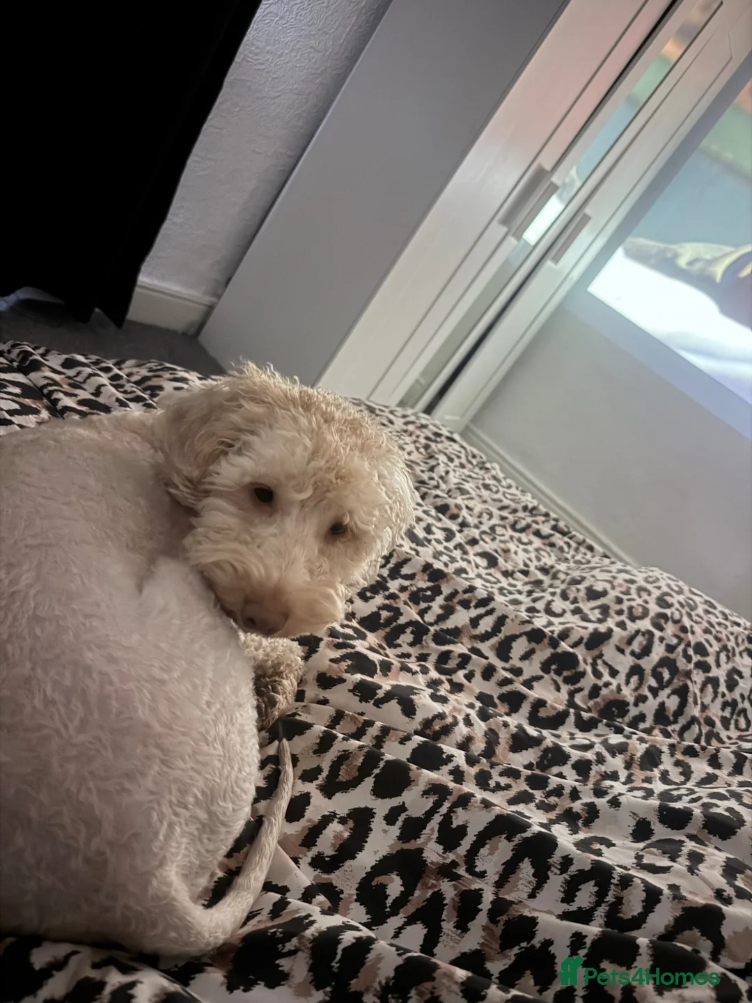 Mixed Breed dogs for sale: Two beautiful cavapoo F1  - Advert 1