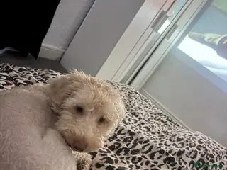 Mixed Breed dogs Two beautiful cavapoo F1 - Advert 1