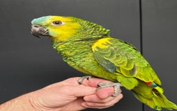 Parrots birds for sale: Stunning Handreared Amazon's ready now!!! - Image 1