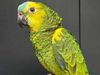 Parrots birds - Advert 17