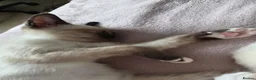 Snowshoe cats for sale: Seal Point Snowshoe kittens - two left - Advert 20