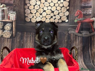 German Shepherd dogs German Shepherd pups Black&Sable..stunning litter! - Advert 6