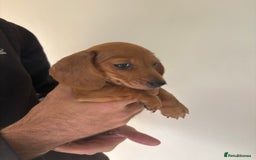 Miniature Dachshund dogs for sale: Gorgeous Long &short haired mini dachshund puppies - Image 17