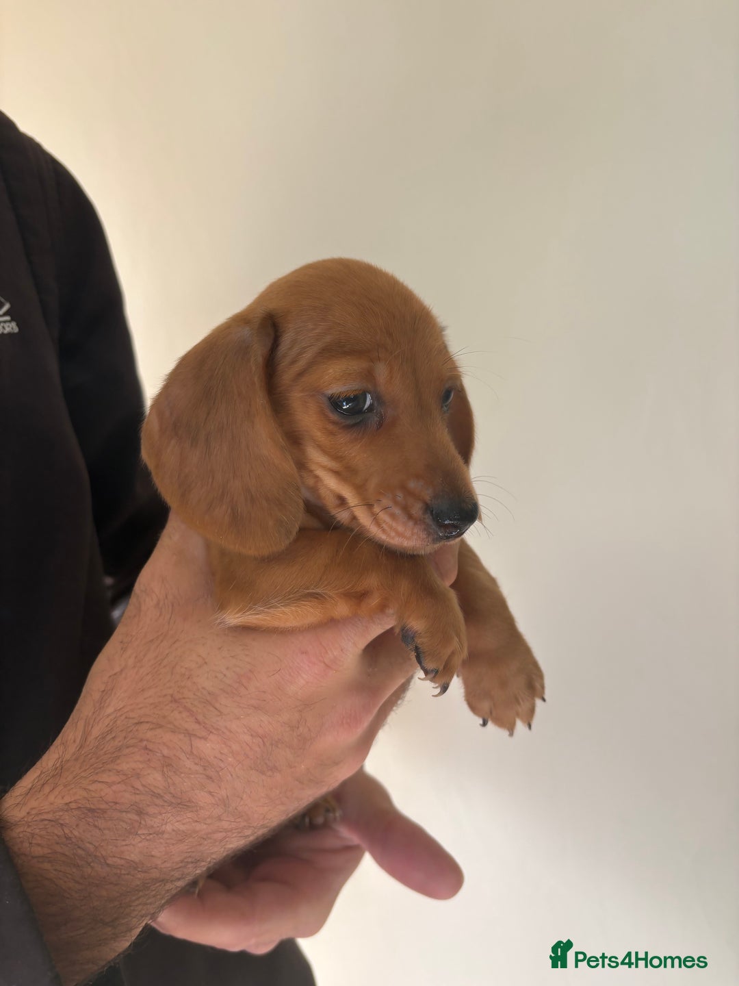 Miniature Dachshund dogs for sale: Gorgeous Long &short haired mini dachshund puppies - Image 17