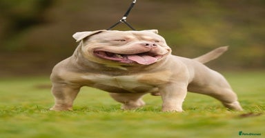 American Bully dogs Extraordinary Pocket Bully pups - Advert 3