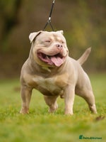 American Bully dogs Extraordinary Pocket Bully pups - Advert 3