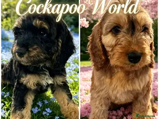 Cockapoo dogs DNA CLEAR, READY NOW, REDUCED, Last 2 Cockapoos 😍 - Advert 3