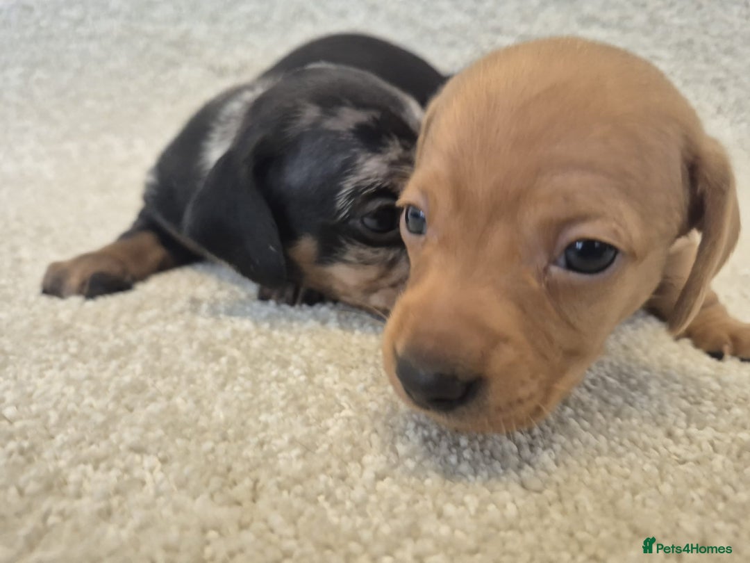 Dachshund dogs for sale: BEAUTIFUL MINI DACSHUNDS - Image 7