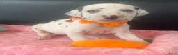 Dalmatian dogs for sale: Beautiful Dalmatian puppies ready to reserve  - Advert 21