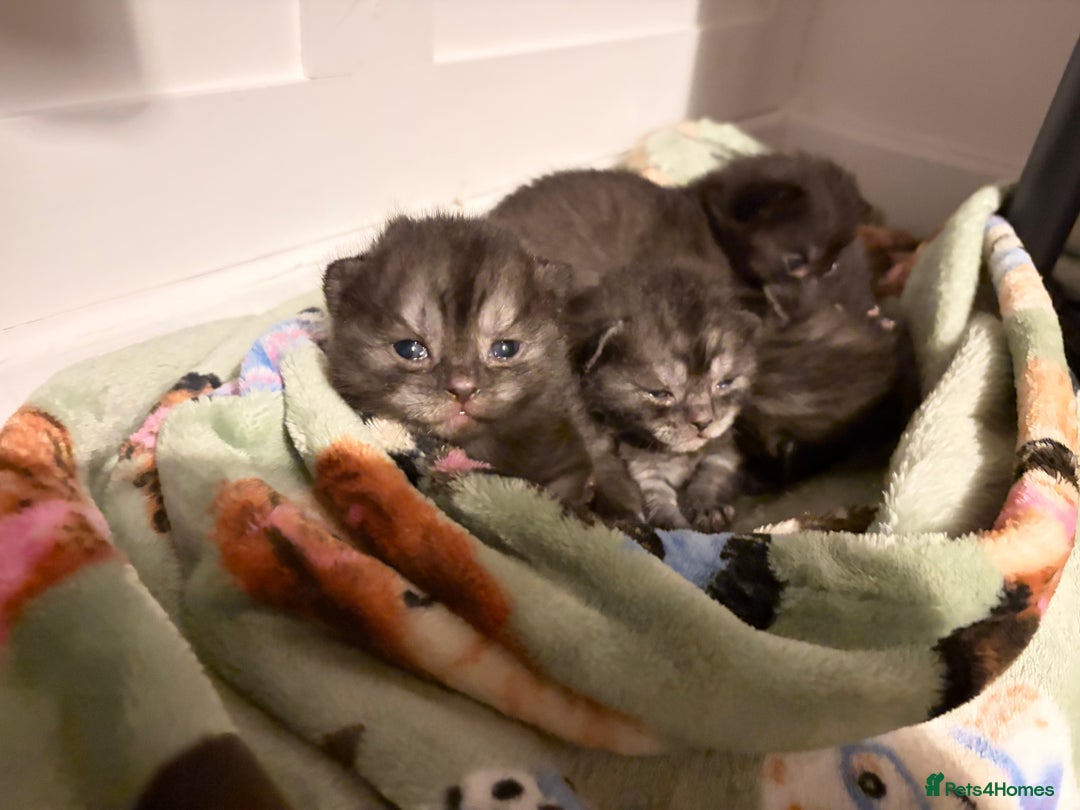 British Shorthair cats for sale: Beautiful British Shorthair Kittens  - Advert 27