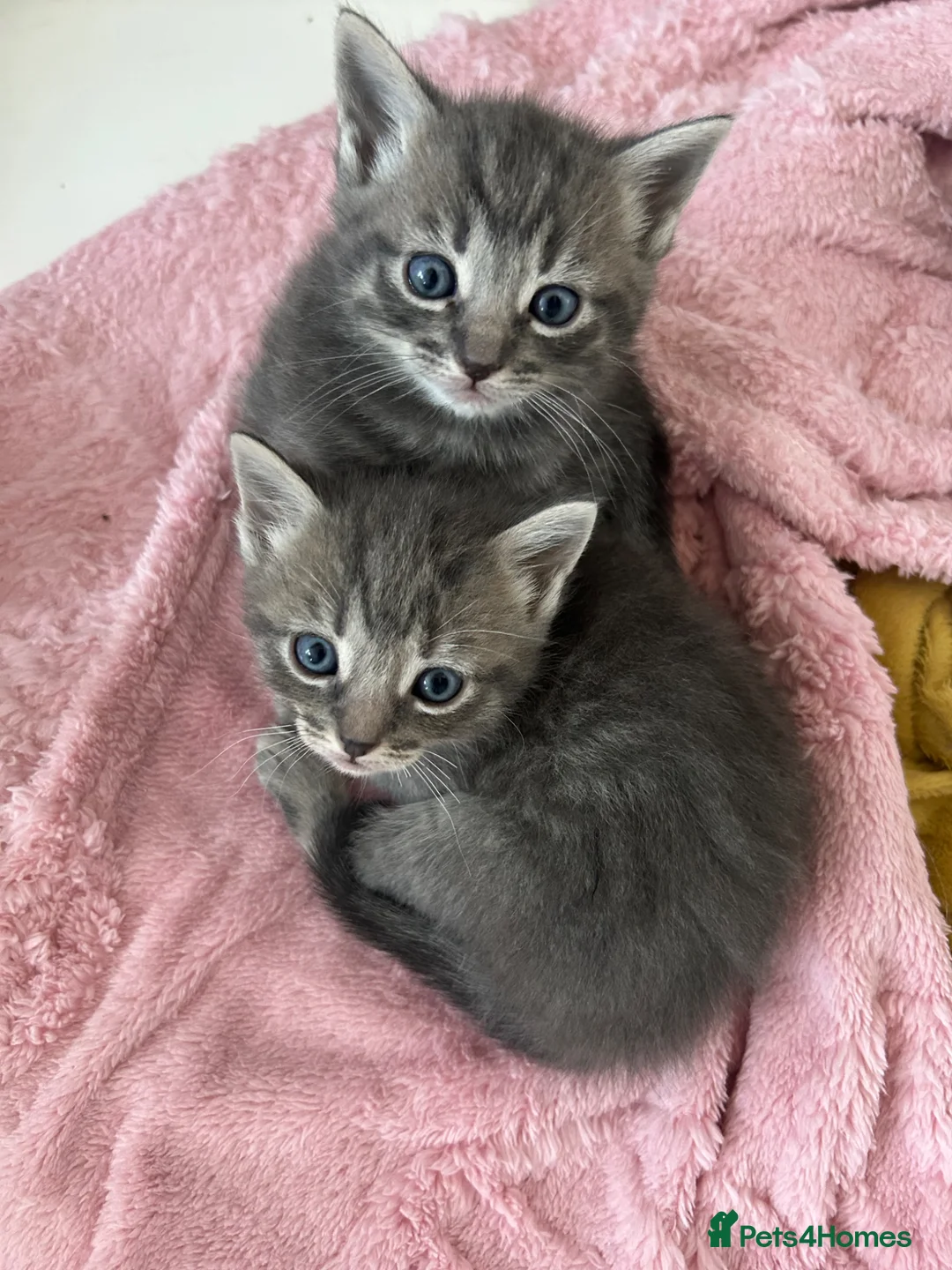 Ragdoll cats for sale: Half ragdoll half bengal  - Advert 2