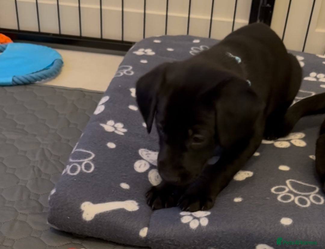 Labrador Retriever dogs for sale: Black/fox Labrador kc with 5 wks free insurance  - Image 12