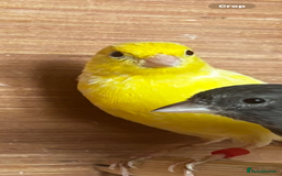 Canaries birds for sale: Irish canary hen  - Image 2