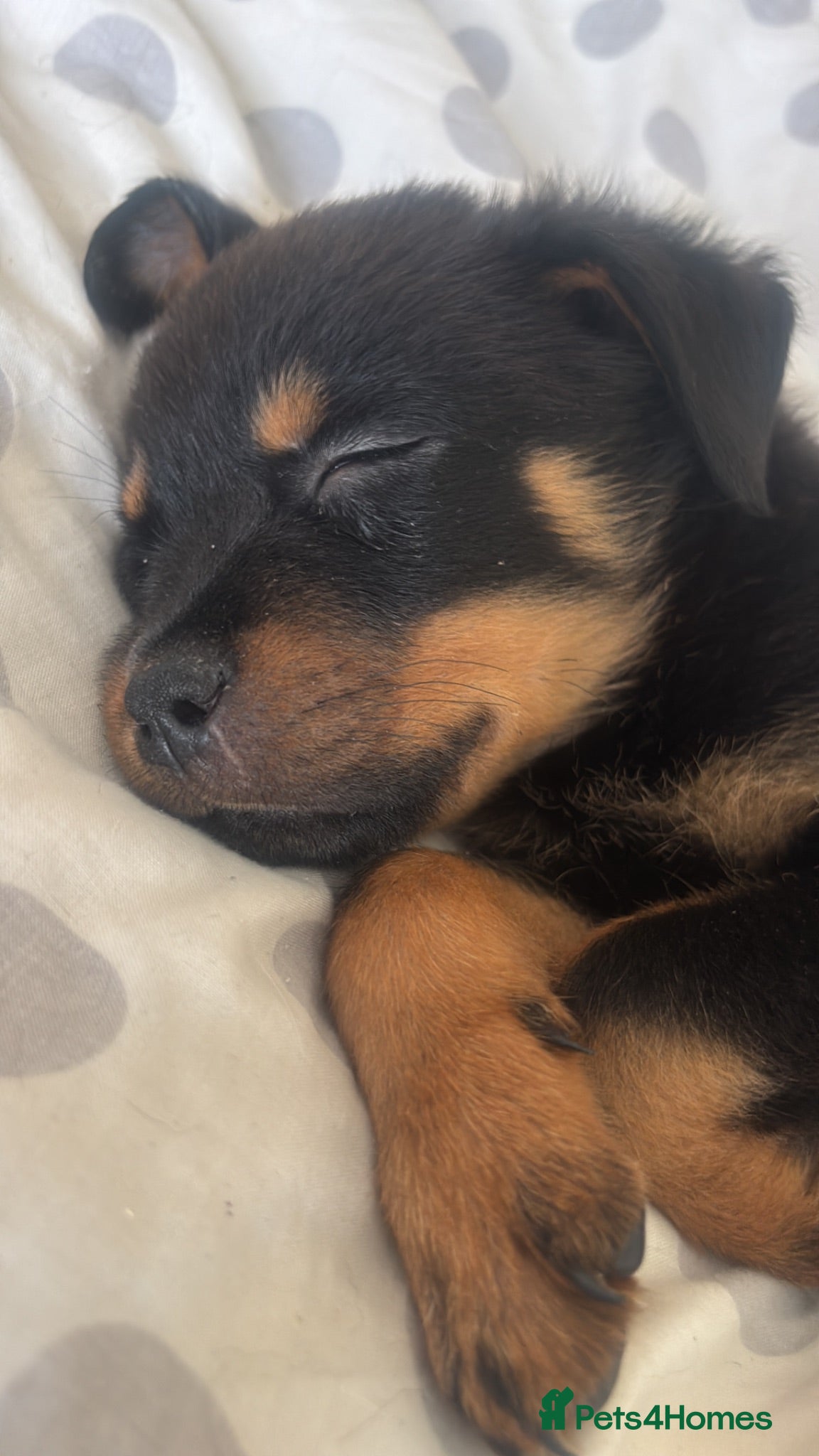 Rottweiler dogs German Rottweiler puppies  - Advert 10