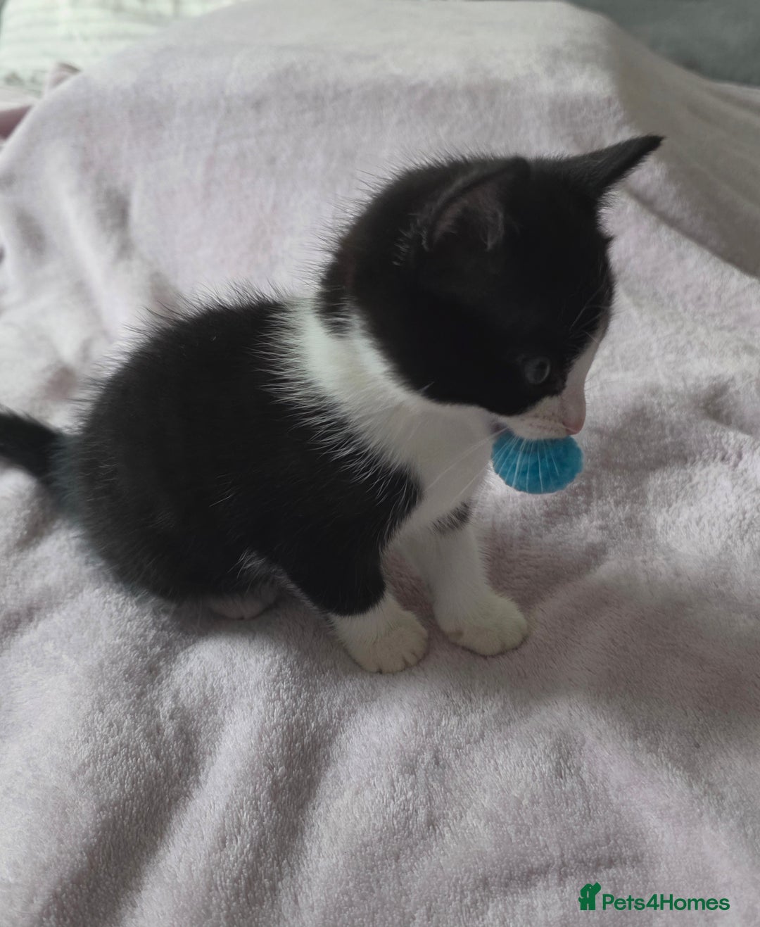 Domestic Shorthair cats for sale: domesticated shorthair kittens - Image 12