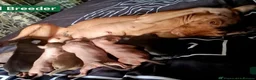 Mexican Hairless dogs for sale: Quality babys - Advert 4