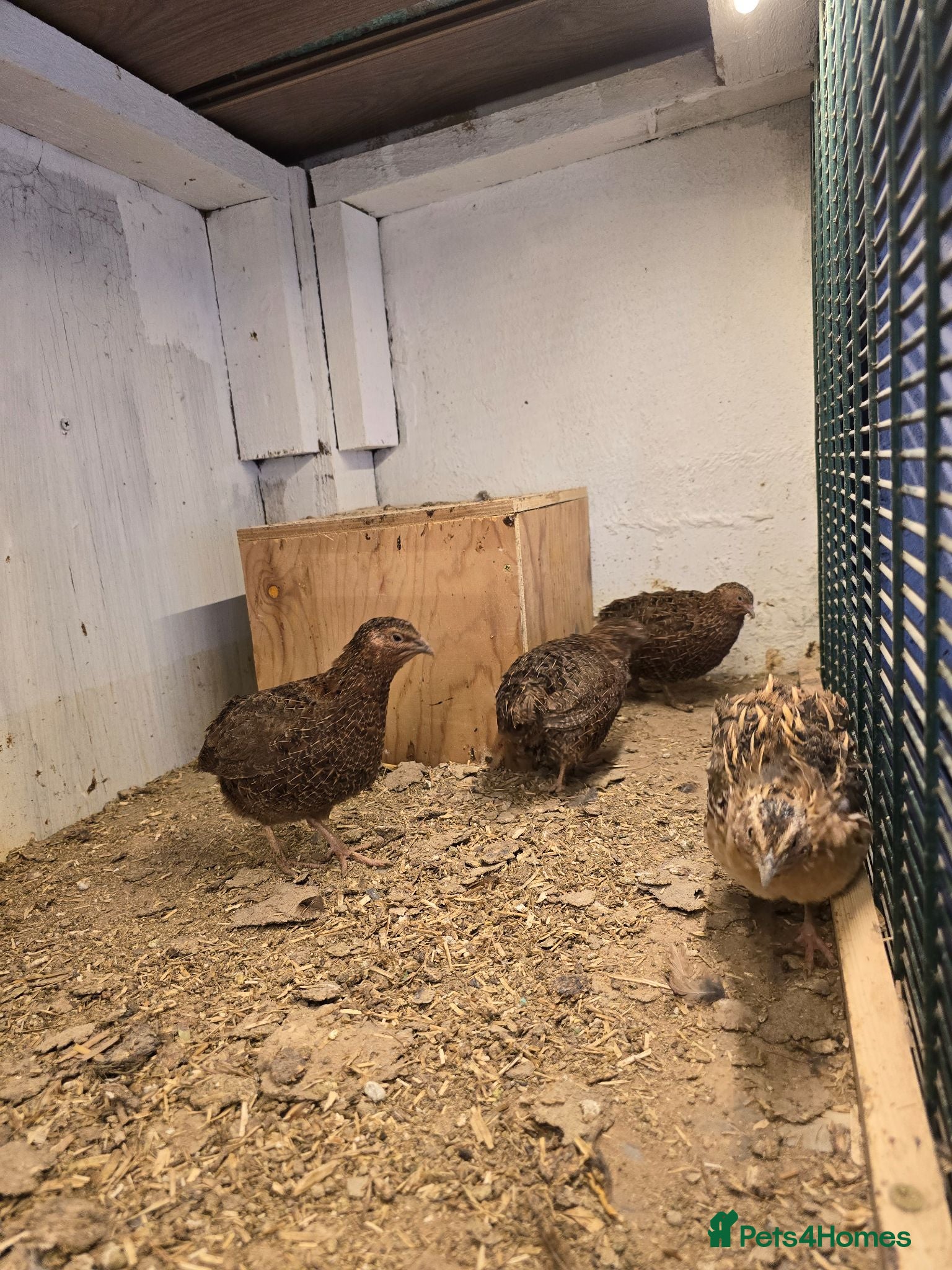Quail poultry Four Male quail for sale for aviary - Advert 1
