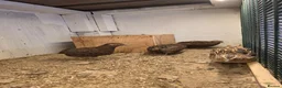 Quail poultry for sale: Four Male quail for sale for aviary in Doncaster - Advert 1