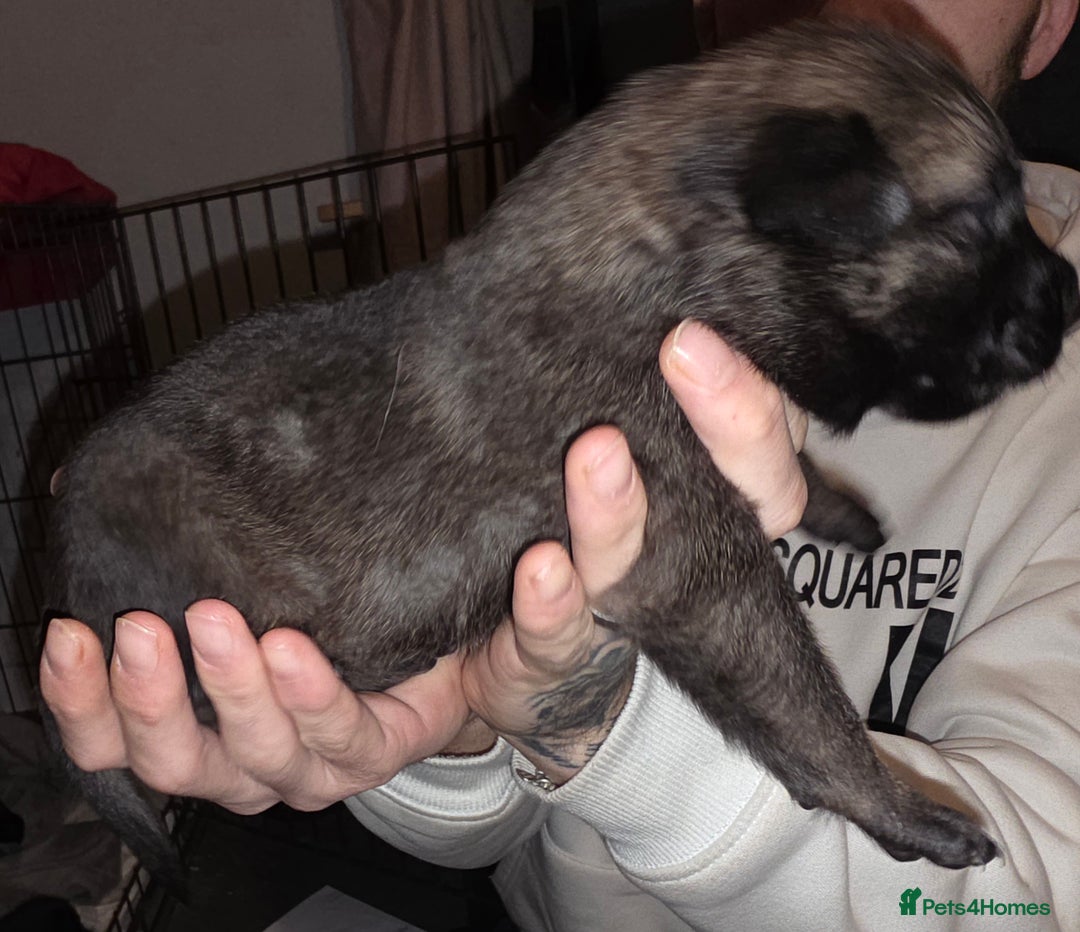 Belgian Shepherd Dog dogs for sale: Belgian malinois  - Advert 4