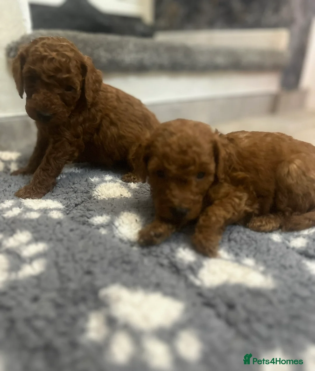 Poodle dogs for sale: Beautiful poodles 🥰  - Advert 6