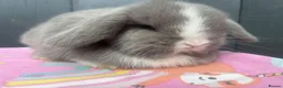 Mini Lop rabbits for sale: Pure bred pedigreed baby mini lops  - Advert 37