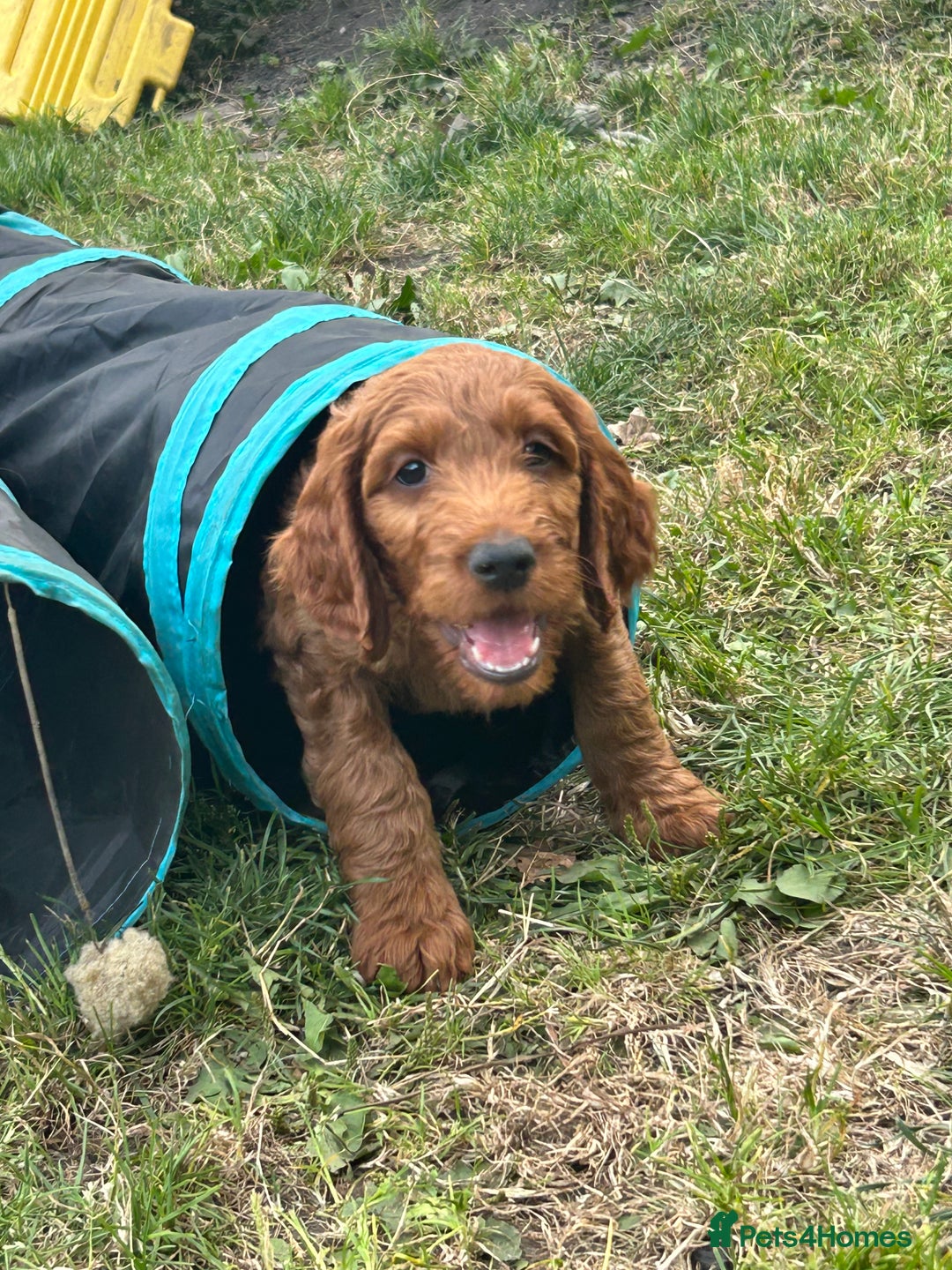 Irish Doodle dogs for sale: Irish doodles - Image 31