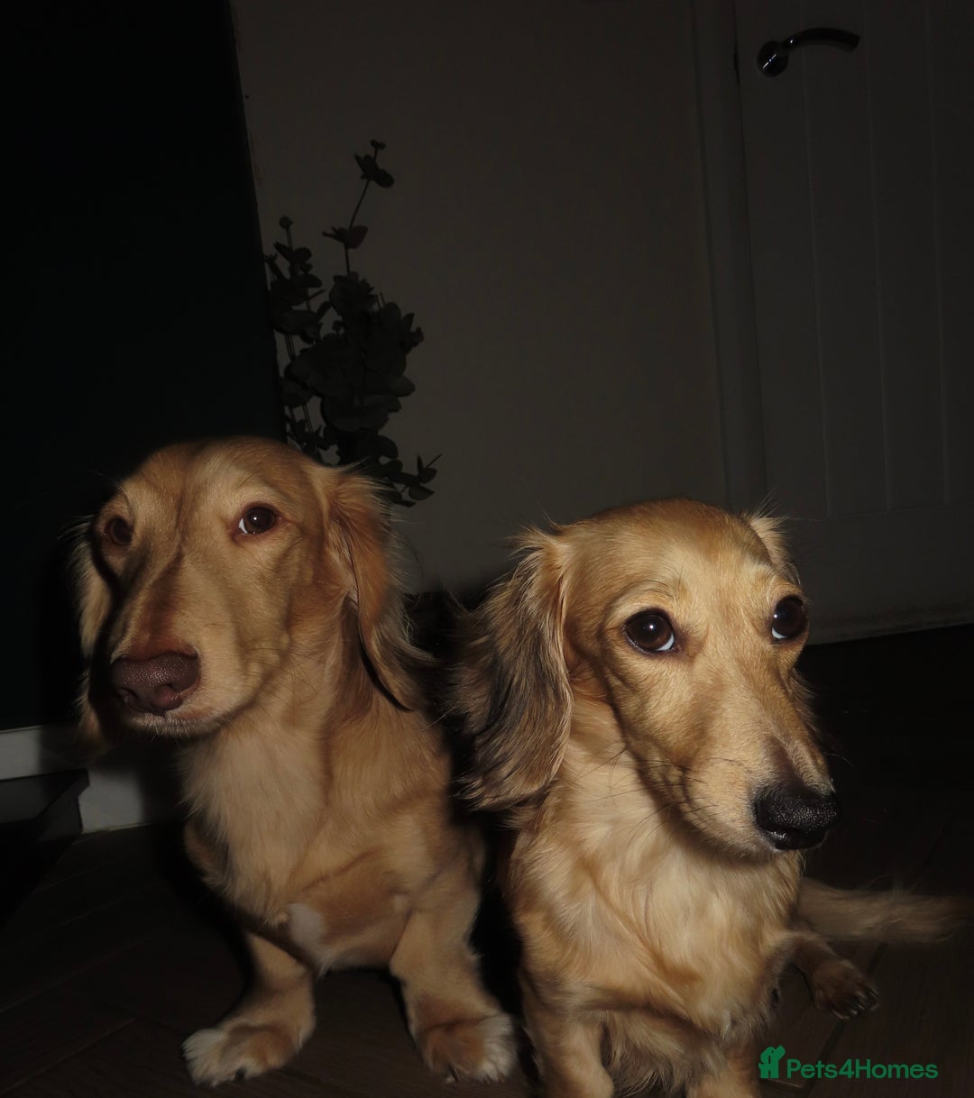 Miniature Dachshund dogs for sale: Long-Haired KC Miniature Dachshund Puppies  - Advert 17