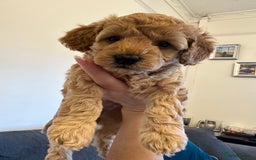 Cockapoo dogs for sale: Cockerpoo - Advert 8