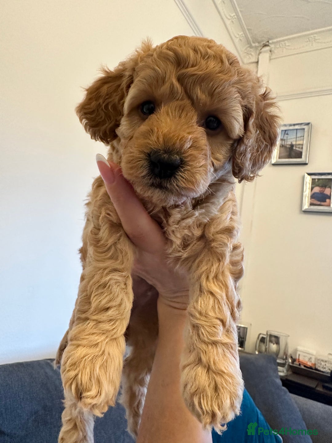 Cockapoo dogs for sale: Cockerpoo - Advert 8