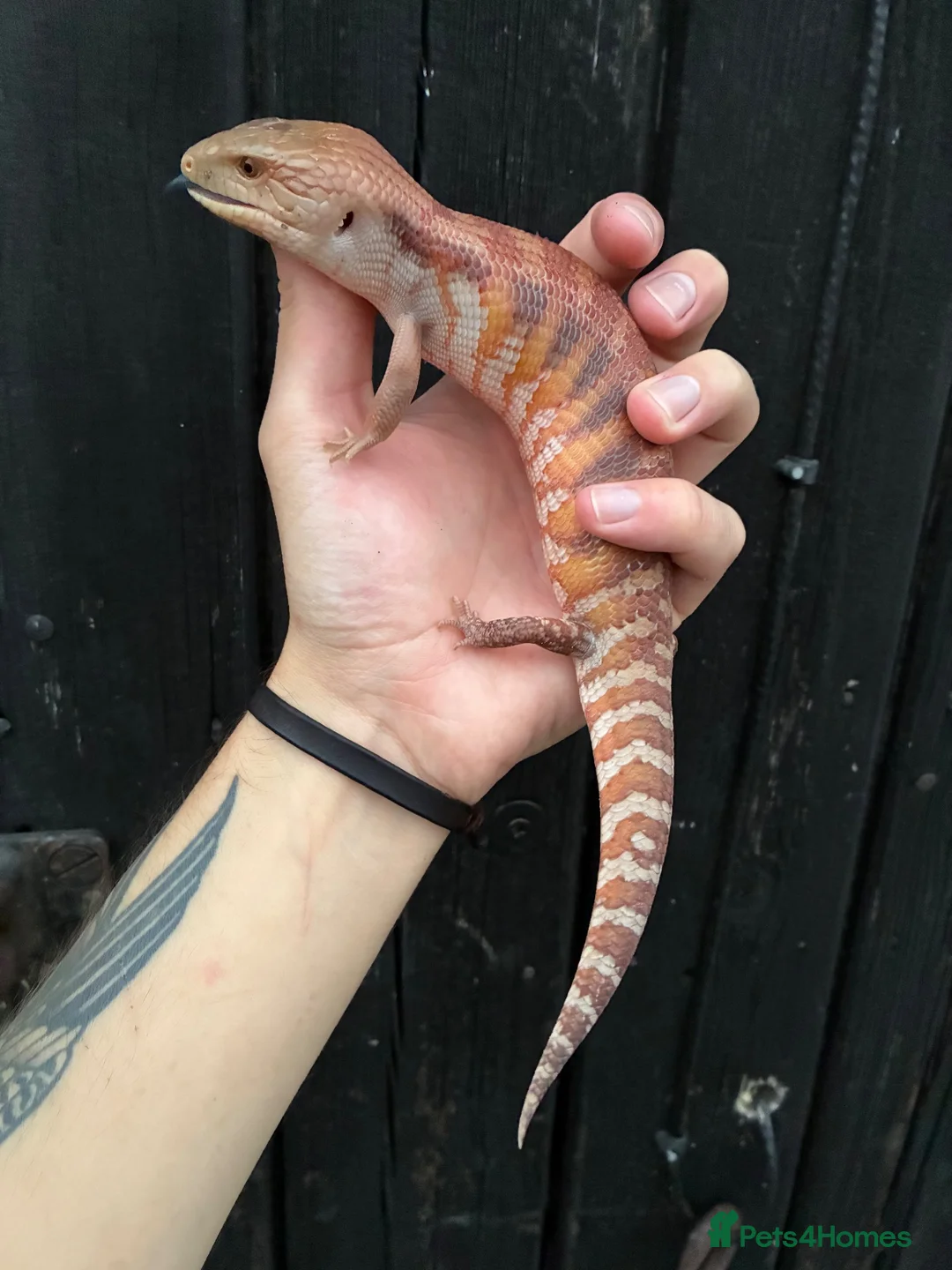Skink reptiles for sale: Northern Blue Tongue Skinks - Advert 4