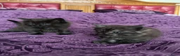 Ragdoll cats for sale: 🥰🥰🥰 - Advert 3