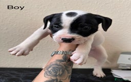 Mixed Breed dogs for sale: American bulldog X staffy 🏡 - Image 7